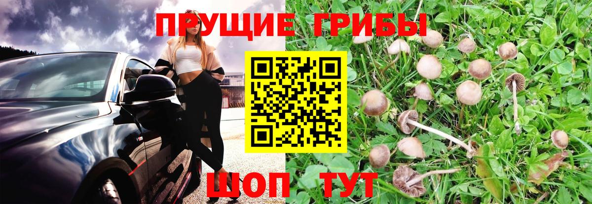 Галлюциногенные грибы GOLDEN TEACHER  как найти   Нальчик  Вход с VPN 